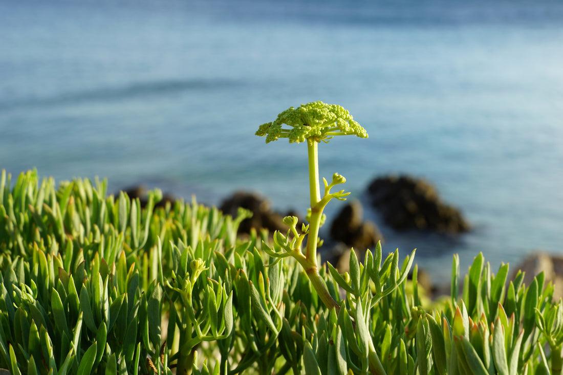 From the Sea to Your Skin: The Benefits of Sea Fennel